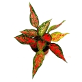 Aglaonema Anyamanee Red - dorosła roślina