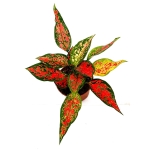 Aglaonema Anyamanee Red - dorosła roślina