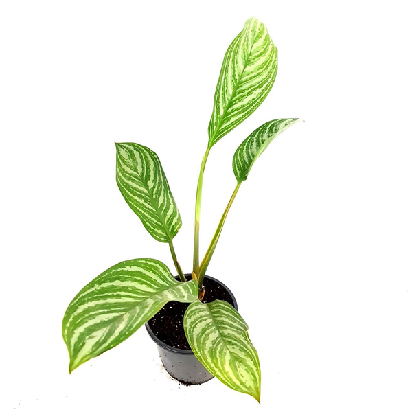  Aglaonema Stripes XL