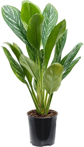 Aglaonema letizia