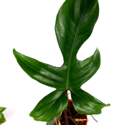 Philodendron florida ghost hybrid