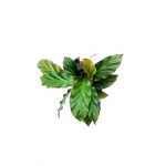 Calathea rufibarba velvet S