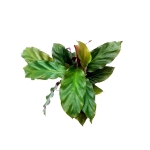 Calathea rufibarba velvet S