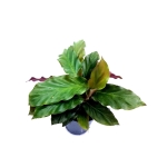 Calathea rufibarba velvet S