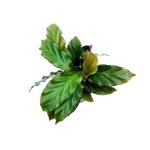 Calathea rufibarba velvet S