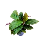Calathea rufibarba velvet S
