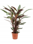 Calathea rufibarba velvet  - dorosła roślina