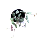 Ceropegia woodii S