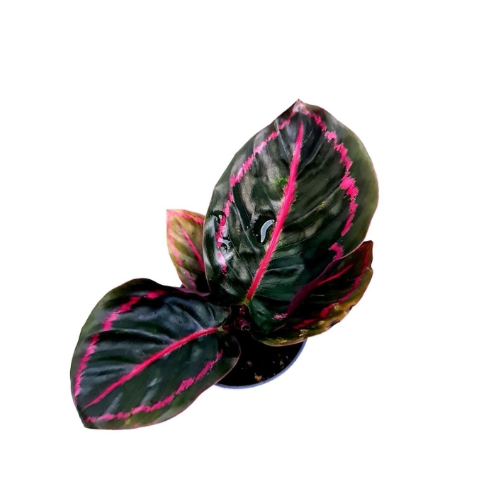 Calathea roseopicta 'Illustris' S