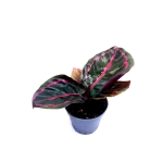 Calathea roseopicta 'Illustris' S