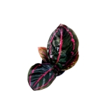 Calathea roseopicta 'Illustris' S