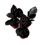 Calathea sanderiana ornata