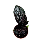 Calathea sanderiana ornata