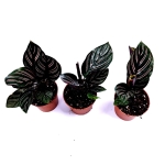 Calathea sanderiana ornata