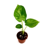 Alocasia macrorrhiza S
