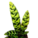 Calathea lancifolia M