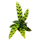 Calathea lancifolia M