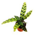 Calathea lancifolia M