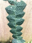 Rhaphidophora Cryptantha 