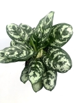 Aglaonema Laurel Green XL