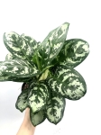 Aglaonema Laurel Green XL