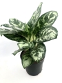 Aglaonema Laurel Green XL