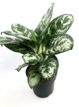 Aglaonema Laurel Green XL