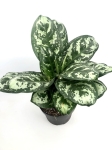Aglaonema Laurel Green XL