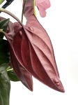 Syngonium erythrophyllum