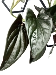 Syngonium erythrophyllum