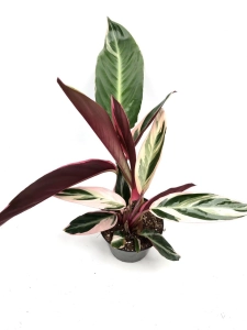 Stromanthe Triostar