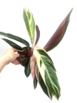 Stromanthe Triostar M