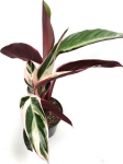 Stromanthe Triostar M