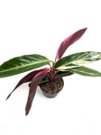 Stromanthe Triostar M