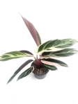 Stromanthe Triostar M
