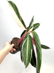 Stromanthe Triostar M
