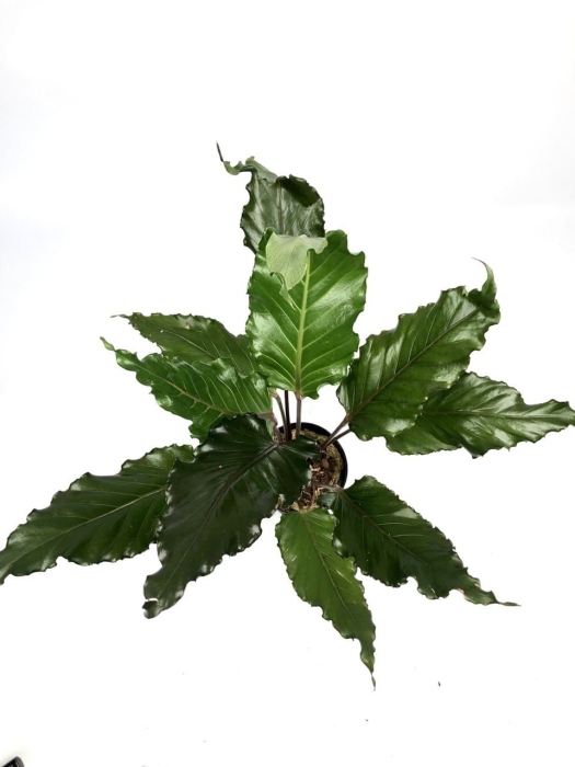 Anthurium Black Beauty L