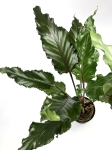 Anthurium Black Beauty L