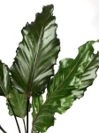 Anthurium Black Beauty L