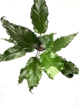 Anthurium Black Beauty L