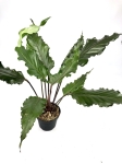 Anthurium Black Beauty L