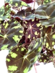 Begonia Tiger