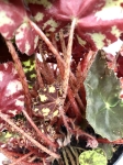 Begonia Tiger 