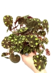 Begonia Tiger