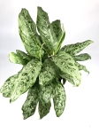 Aglaonema Peacock - zdjecie poglądowe