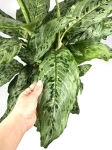 Aglaonema Peacock - zdjecie poglądowe