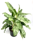 Aglaonema Peacock - zdjecie poglądowe