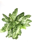 Aglaonema Peacock - zdjecie poglądowe