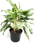 Aglaonema Peacock - zdjecie poglądowe