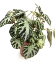 Begonia Silver Jewel - matecznik